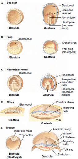 Blastula Stage