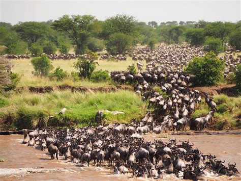 Plan Your 2024 Wildebeest Migration Safari | Go2Africa