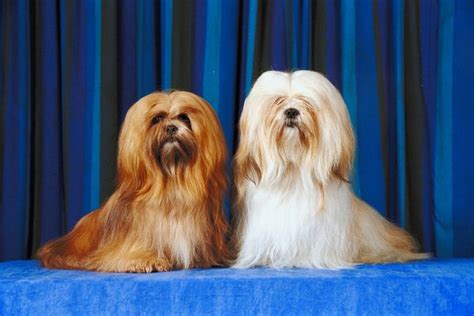 Colors of Lhasa Apsos - Pets