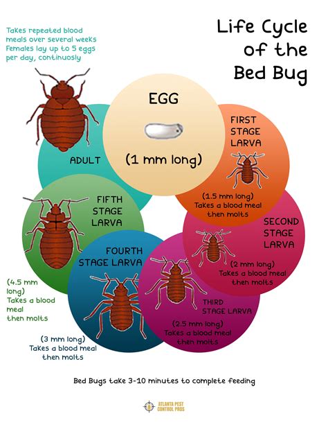 Life Cycle of the Bed Bug [INFOGRAPHIC]