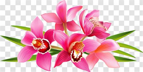 Moth Orchids Clip Art - Pink - Orchid Transparent PNG