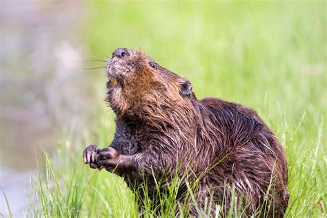 Beaver Pond Wildlife · Free photo on Pixabay