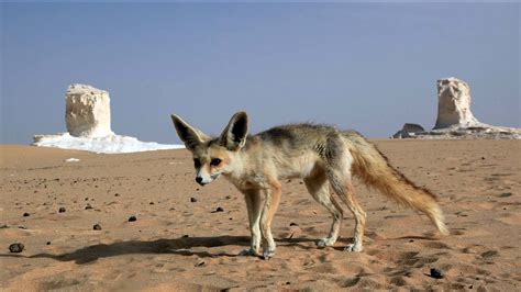 Adorable fennec fox can't stop chasing bubbles - ABC13 Houston