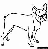 Boston Terrier Coloring Page  Free Online sketch template