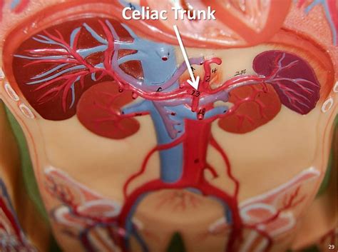 Celiac trunk - The Anatomy of the Arteries Visual Guide, page 29 (of 57 ...