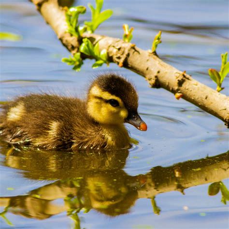 Caring for Wild Ducklings? | ThriftyFun