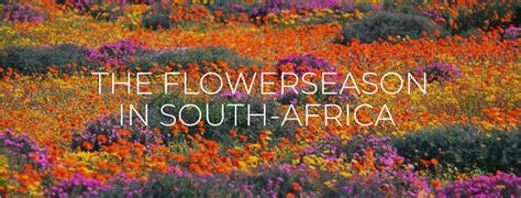 All about flowering in South Africa | South African Travellers