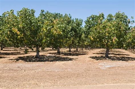 Pistachio Tree Farm