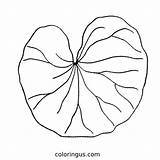 Lily Coloring Pages Free Printable PDF sketch template