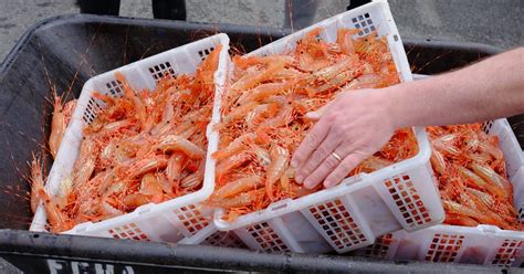 BC Spot Prawn Festival returns with virtual format for 2021 | Eat North