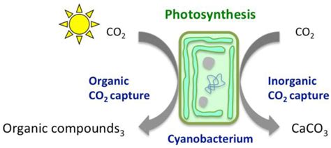 Minerals | Free Full-Text | Cyanobacteria as Biocatalysts for Carbonate ...