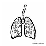 Lungs Coloring Pages  Free & Printable sketch template