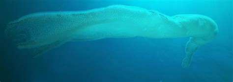 Divers Get Video Footage of 'Giant Sea Creature' | Meridian Adventure Raja Ampat Indonesia ...