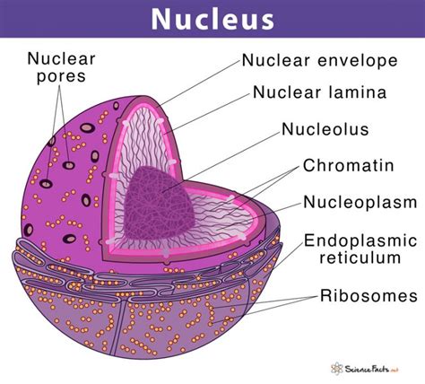 Draw The Detailed Structure Of The Nucleus Class 11 Biology Cbse | Porn ...