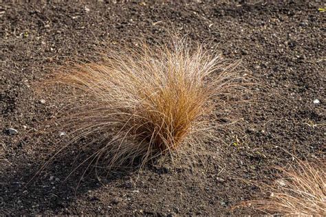 How to Grow Sedge Plants at Home | Gardener’s Path