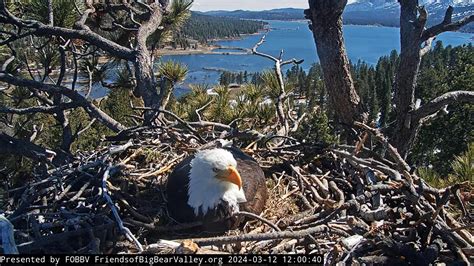 Nest Eggs Update - Big Bear Bald Eagle Cams - SPO