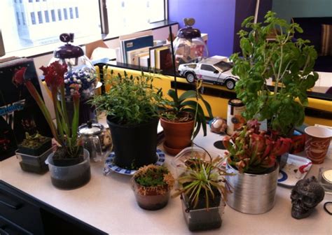 Easy to Care-for Office Plants that Help Fight the January Doldrums