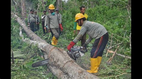 Ide 22+ Gambar Penebangan Hutan