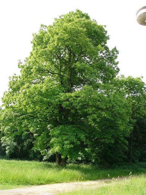 Trees Planet: Castanea sativa - Sweet Chestnut - Spanish Chestnut