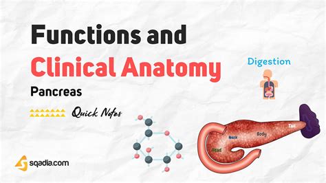 Pancreas - Function and Clinical Anatomy