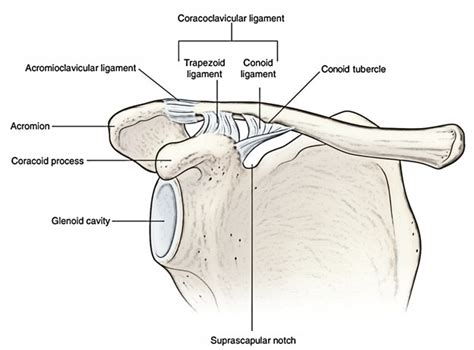 Coracoclavicular Ligament | Earth's Lab