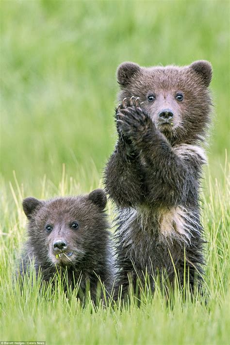 Bear cubs give the arrival of spring a round of a-paws in Alaska | Daily Mail Online
