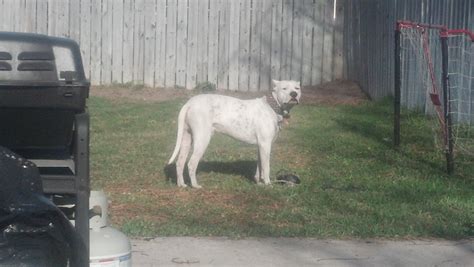 Dog training: Learning to Train My Dogo Argentino in Ingleside | Sit Means Sit Corpus Christi