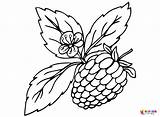 Berries Coloring Pages To Print  Free Printable sketch template