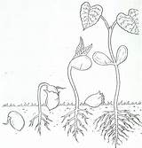 Free Coloring Pages Printable Seed sketch template