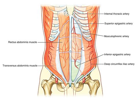 Easy Notes On 【Abdominal Wall】Learn in Just 3 Minutes! – Earth's Lab