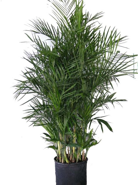 Chamaedorea sefritzii, bamboo or reed palm | Plantas purificadoras de aire, Plantas de interior ...