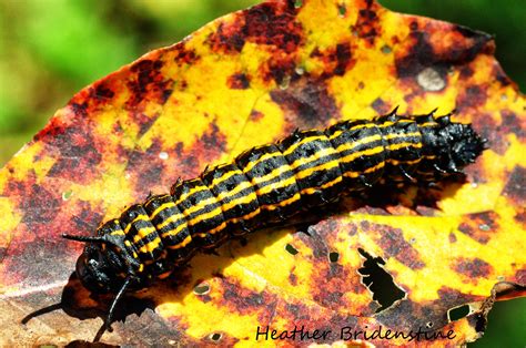 Black and Yellow Caterpillar