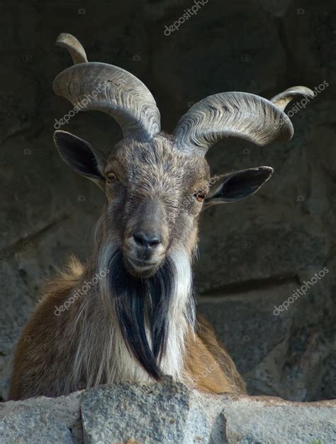 Markhor — Stock Photo © photomaru #2215246