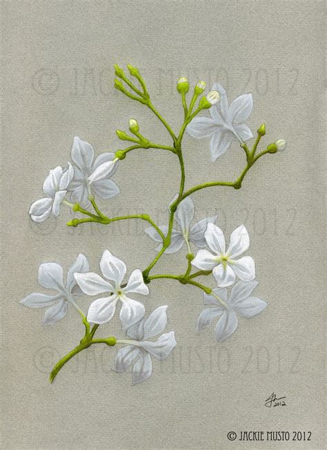 Jasmine Flower Drawing at GetDrawings | Free download