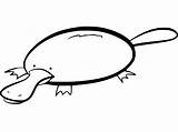 Lovely Platypus Coloring Page  Free Printable Coloring Pages For Kids sketch template