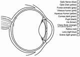 Anatomy Of The Eye Coloring Key At Vankysonblog Blog sketch template