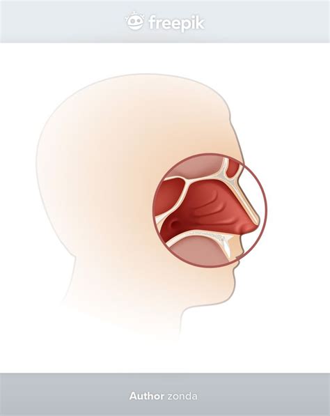Premium Vector | Human nasal cavity with head silhouette side view ...