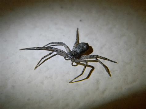 Running Crab Spider | Michigan Spiders