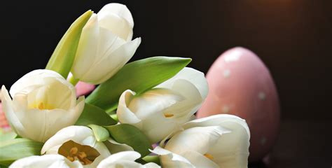 Bouquet of white tulips and easter egg free image download