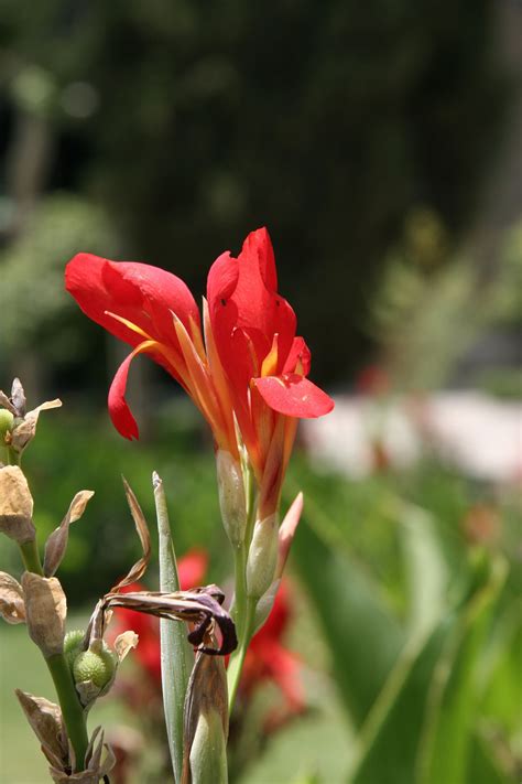 a red flower with yellow stamens in the foreground and green foliage in ...