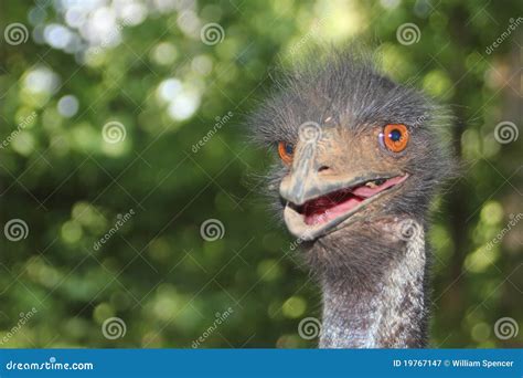 Very Angry Ostrich Royalty Free Stock Photography - Image: 19767147