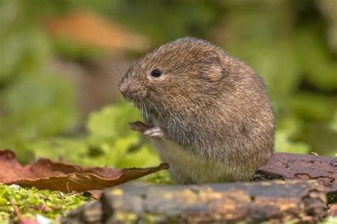 Fun Creeping Vole Facts For Kids | Kidadl