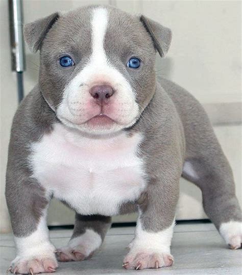 American Bully Dogs, Bully Puppies - Bully Care & Breed Types | Bully breeds dogs, Cute pitbull ...