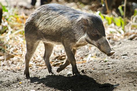 Woodland Park Zoo Blog: Three little beauties: Visayan warty pigs