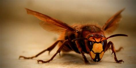 Giant Hornet Queen Struggles to Establish Her Nest | Plants And Animals