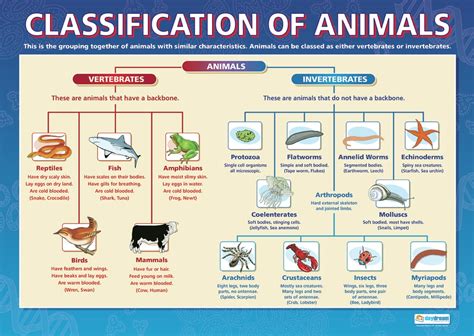 Classification of Living Things - Poster Project - Year 3, WCC NWS