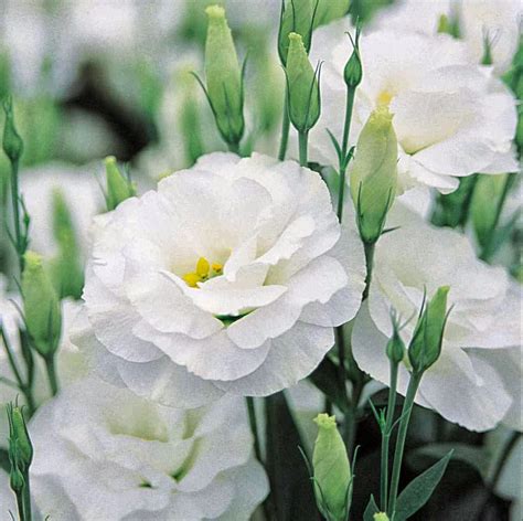 Romantic Flowers: Lisianthus Flower