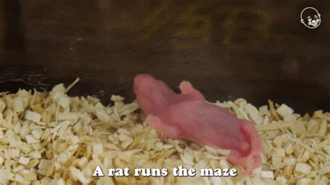 Rat-running GIFs - Get the best GIF on GIPHY