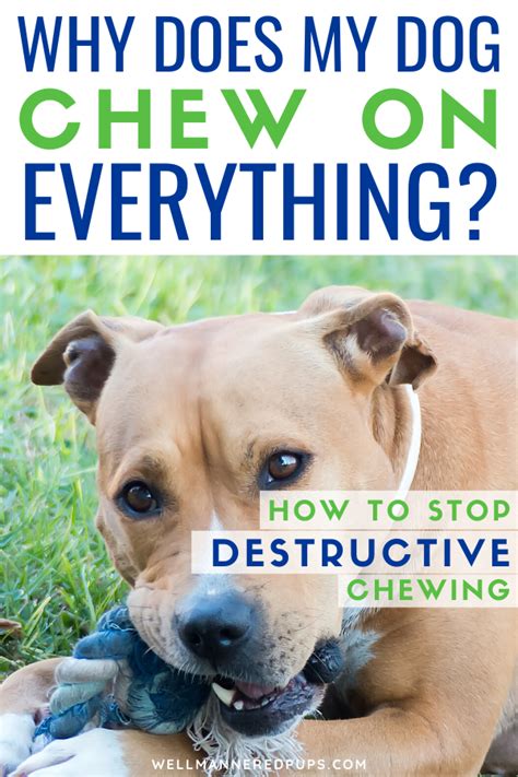 How to Stop Dogs from Chewing | Training your dog, Dog training ...