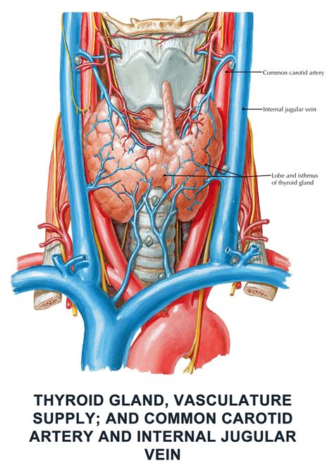 Internal Jugular Vein Anatomy - ANATOMY